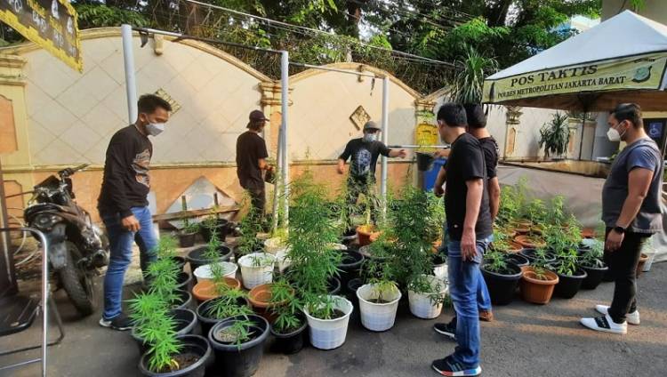 Sungguh Tak Kehilangan Akal, Ganja Pun di Tananam secara Hidroponik