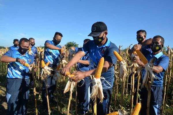 Dukung Ketahanan Pangan, Lanud SIM Panen Jagung