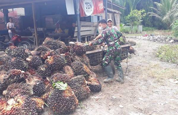 Satgas TMMD Kodim 0204/DS Bantu Warga Angkut Sawit