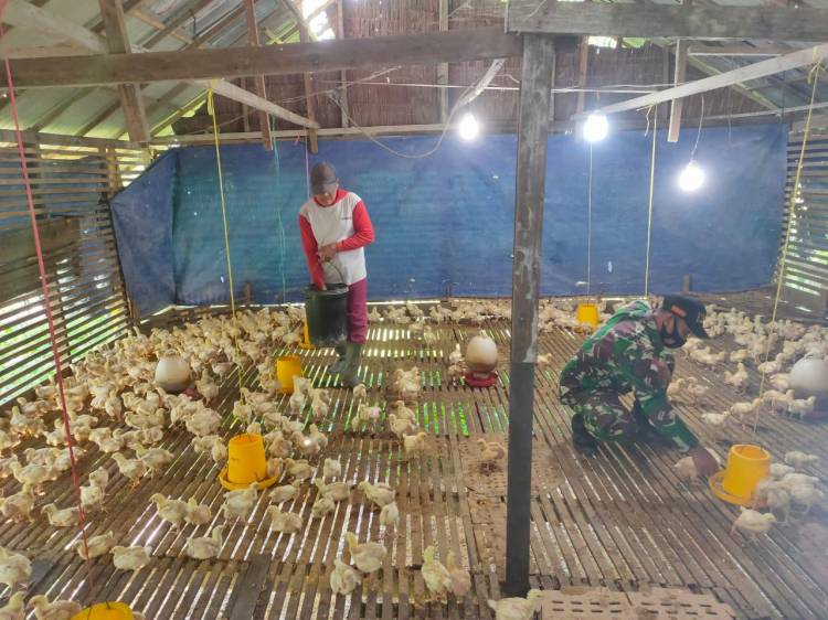 Dalam Situasi Pandemi, Babinsa Tekankan Peternak Ayam Untuk Menjaga Kebersihan Lingkungan