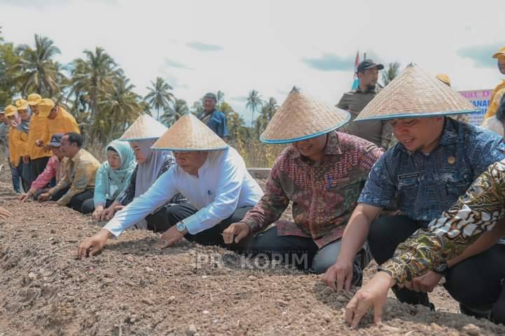Walikota Padangsidimpuan Tanam Perdana Demplot Bawang Merah di Desa Labuhan Labo