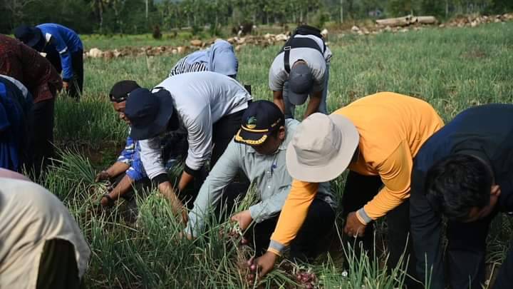 Walikota Bersama Petani Panen Bawang