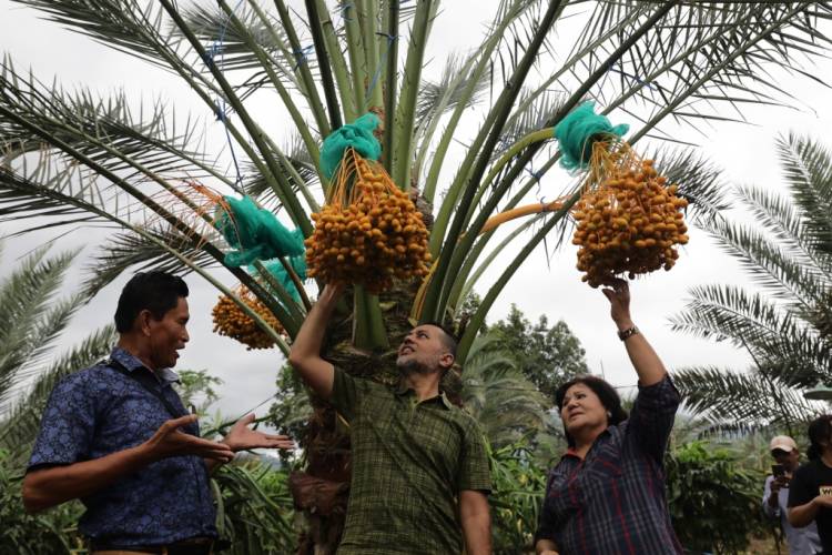 Lihat dan Cicipi Langsung Kurma di Tanah Karo, Musa Rajekshah Takjub dan Yakini Ini