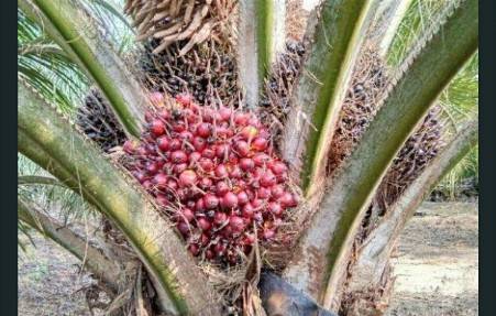 Harga TBS Kelapa Sawit Produksi Petani Sumatera Utara, Usia 10 - 20 Tahun Turun Rp 17,61/Kg Menjadi Rp 2.389,85/Kg