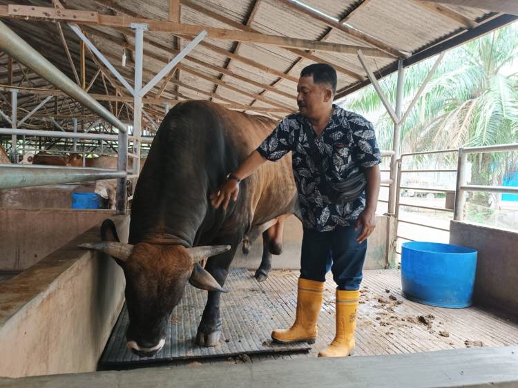 Berbobot 1 Ton, Jokowi Beli Sapi Peternak Hamparan Perak, untuk Kurban  di Masjid Agung Medan