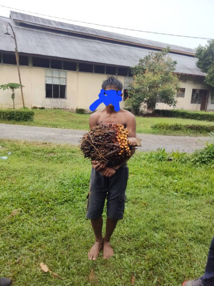 Pencurian Buah Sawit Terjadi Lagi, PTPN II Membuat Laporan Polisi