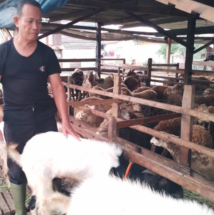 Penjualan Hewan Qurban Masih Sepi