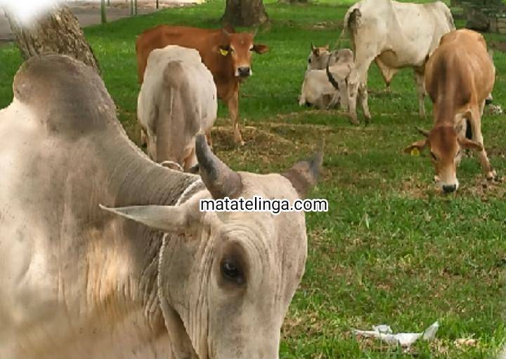 Jelang Idhul Adha 1444 H Tahun 2023 Kabupaten Asahan Qurban Hewan Ternak