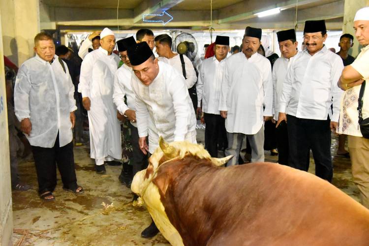 Pemprov Sumut  Sebar 150 Ekor Sapi Kurban di Seluruh Sumut