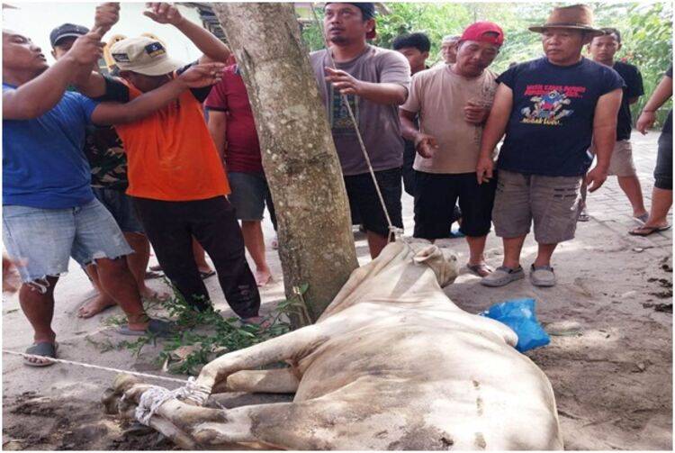 Geger Lembu Qurban Lepas di Beringin, Warga Terbirit-birit