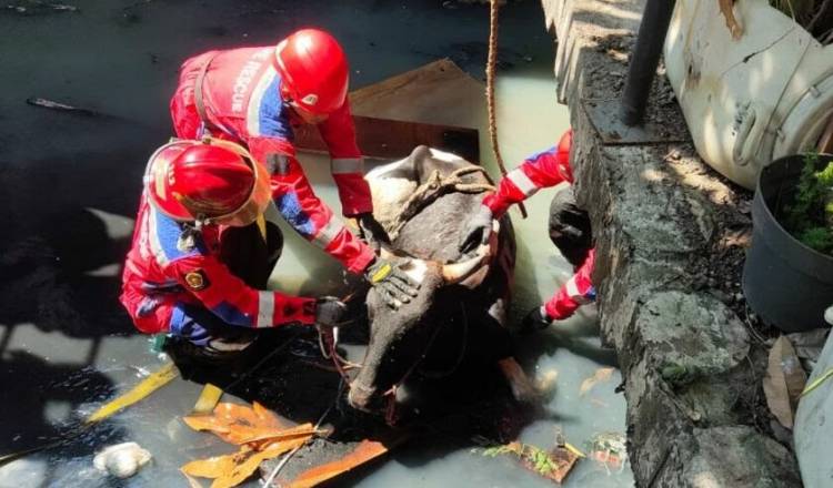 Geger...., Sapi Qurban Bobot 500 Kg Tercebur Sungai, Evakuasinya Dramatis