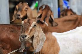 Makan Kambing Tak Sebabkan Darah Tinggi