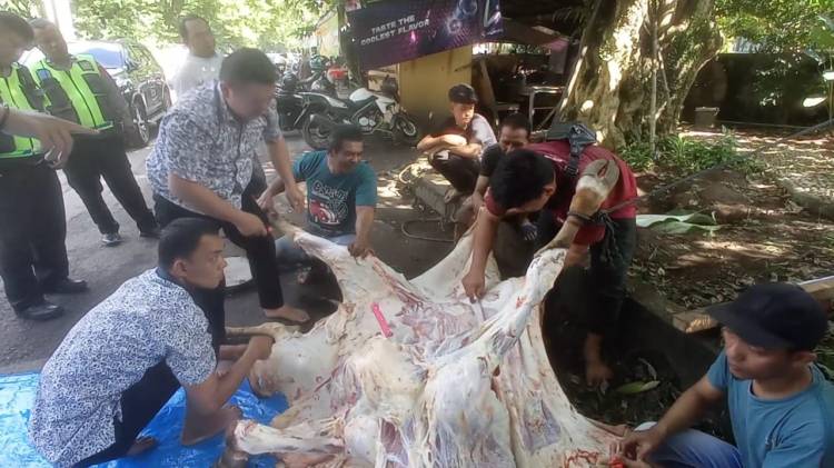 Wakapoldasu Sumbang Sapi Qurban