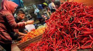 Harga Cabai Makin PEDASSS.... di Sibolga
