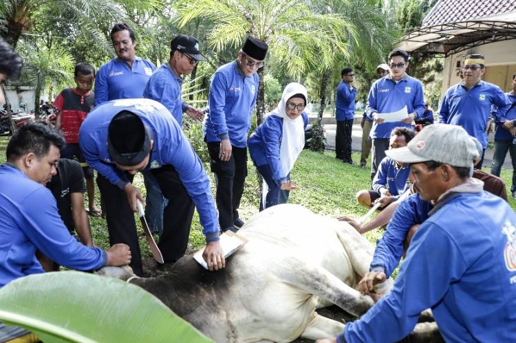 Idul Adha 1445 H/2024, Pemko Siantar Sembelih 7 Ekor Sapi Hewan Kurban