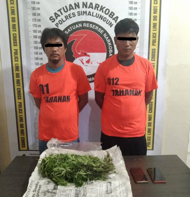 Penangkapan Pengedar Ganja di Perladangan Jeruk, Polres Simalungun Berhasil Amankan 6,5 Ons Ganja