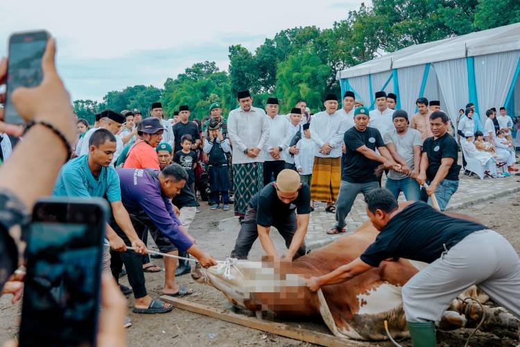 Di Medan, 9.716 Ekor Hewan Kurban Disembelih, Pemko Medan Sembelih 212 Ekor