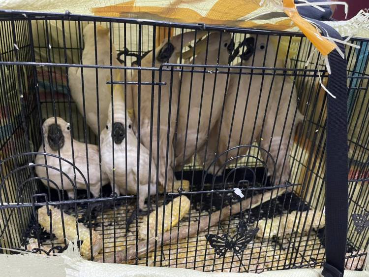 Polda Sumut Selamatkan 7 Ekor Kakak Tua Jambul Kuning