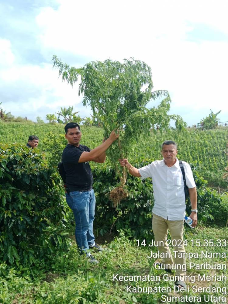 Sat Narkoba Polres Simalungun Berhasil Temukan Ladang Ganja di Dolok Silau