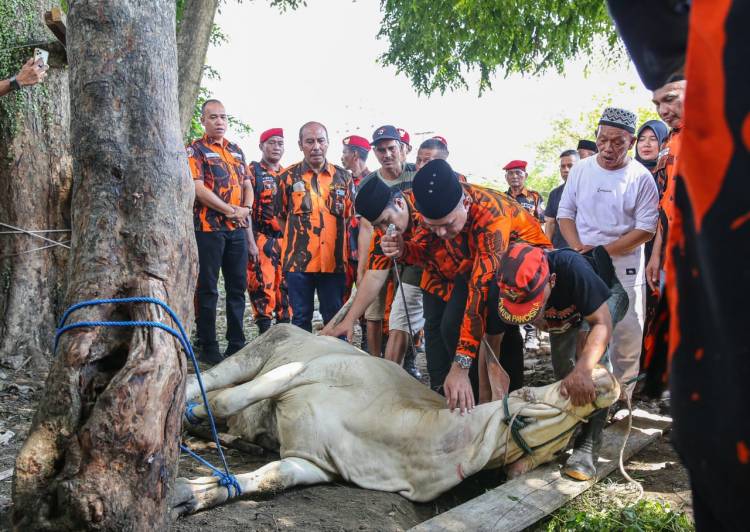 MPW Pemuda Pancasila Sumut Kurban 10 Ekor  Sapi di Idul Adha 1445 H
