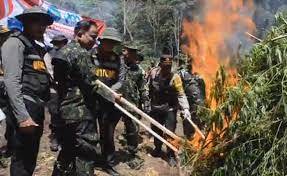 Ladang Ganja Seluas 2,5 hektare di Temukan Badan Narkotika Nasional