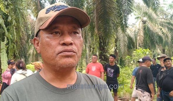 Masa HGU Perkebunan Swasta Habis, Lahan Kebun Masih Produktif Jadi Ajang Kenduri Masyarakat