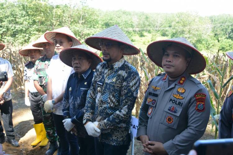 Kapolres Labusel Ikut Panen Raya Jagung