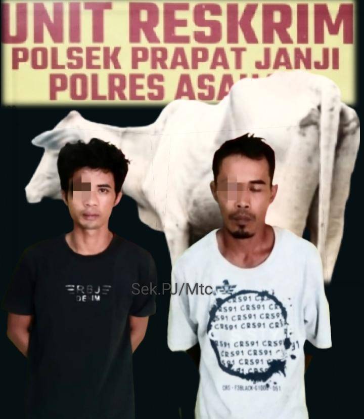 Polsek Prapat Janji Gagalkan Pencurian Ternak Lembu