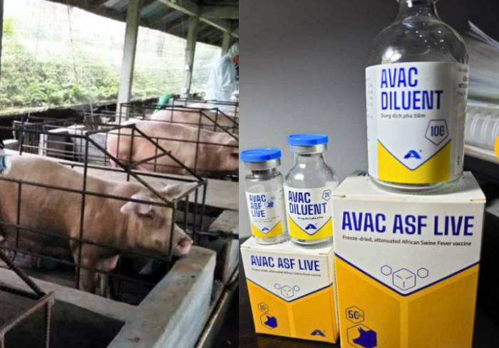 Kabar Gembira Bagi Peternak Babi di Sumut, Vaksin Avac African Swine Fever Live Sudah Tersedia
