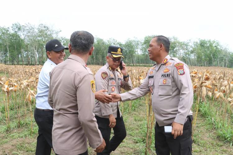 Pengecekan Kesiapan Panen Raya Jagung Serentak Dukung Swasembada Pangan Nasional