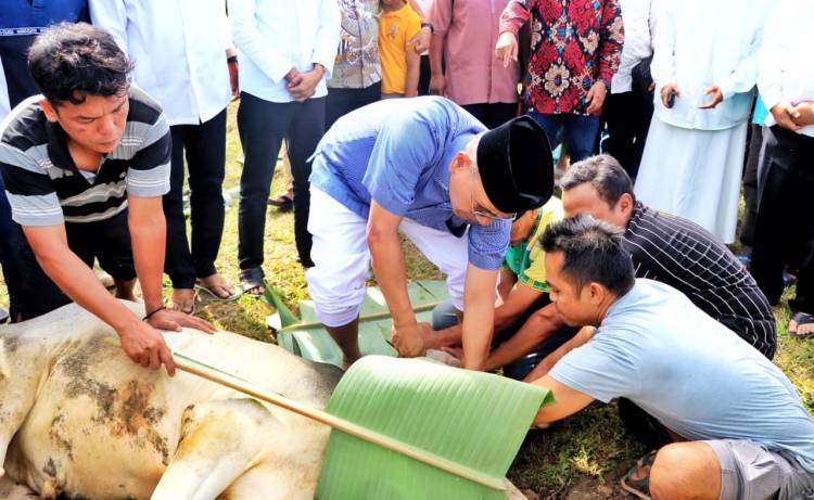 Rayakan Idul Adha 1446 H/2025 M, Bupati Simalungun Sembelih Hewan Qurban