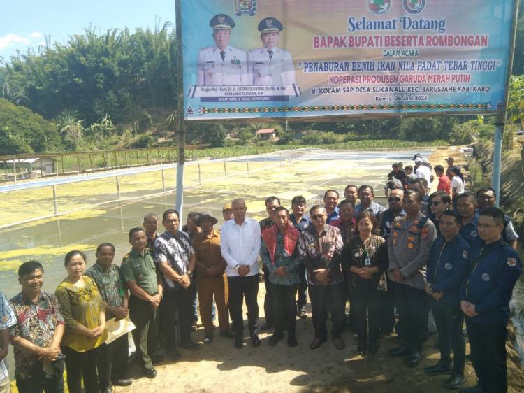 Wabup Karo Tabur Benih Ikan Nila Padat Tebar Tinggi Di Kolam SRP Desa Sukanalu Barusjahe