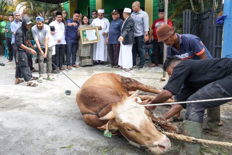 Ny Liswati Wesly Silalahi Serahkan 1 ekor Sapi  Qurban Kepada MUI Pematangsiantar