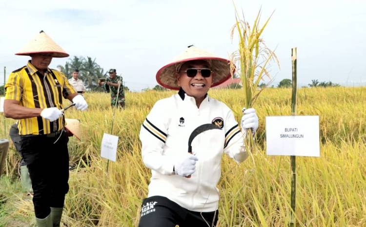 Dukung Swasembada Pangan Nasional, Bupati Simalungun Panen Raya Padi Sawah di Kecamatan Tanah Jawa