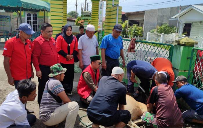 PAC PDI Perjuangan Medan Labuhan Salurkan Lembu Kurban