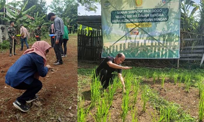 Padi Gogo Cianjur "Reborn", Dukung Kemandirian Pangan dan Kesejahteraan Petani