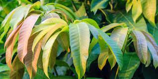 Tak Terduga, Berikut 6 Khasiat Daun Mangga Bagi Tubuh