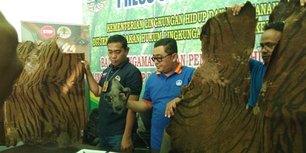 Petugas TNGL Gagalkan Penjualan 2 Kulit Harimau di Langkat 