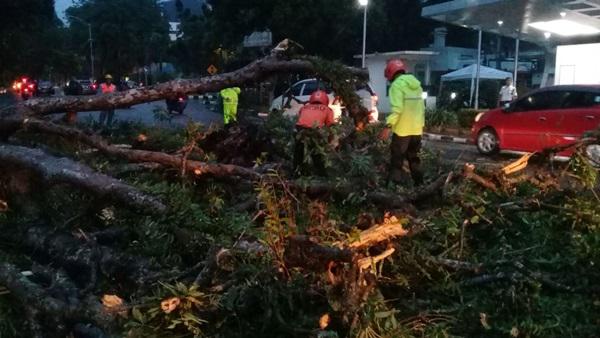 Pemko Medan Beri Santunan Pengendara Motor Tertimpa Pohon