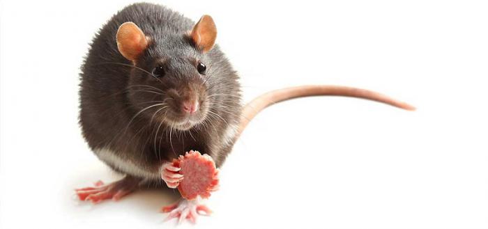 WOW, Ternyata Gigi Tikus Lebih Kuat daripada Besi!