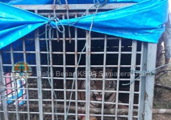 BBKSDA: Masih Ada 5 Harimau di Hutan Sosopan, Warga Diimbau Tidak Picu Konflik