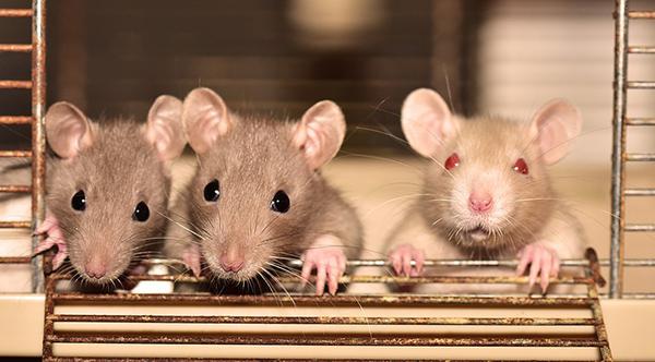 Hati Hati Terhadap Tikus, Dapat Menyebarkan 4 Penyakit