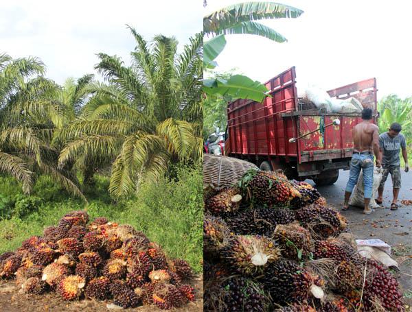 Sugianto Makmur Ajak Masyarakat Mulai Beralih dari Tanaman Sawit