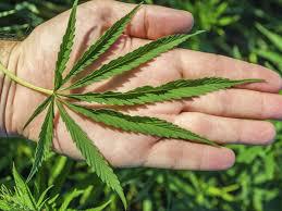Industri Ganja Medis Jadi Prioritas Negara ini