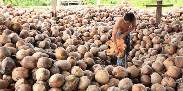 Harga Kopra di Asahan Disinyalir Terkendala Monopoli