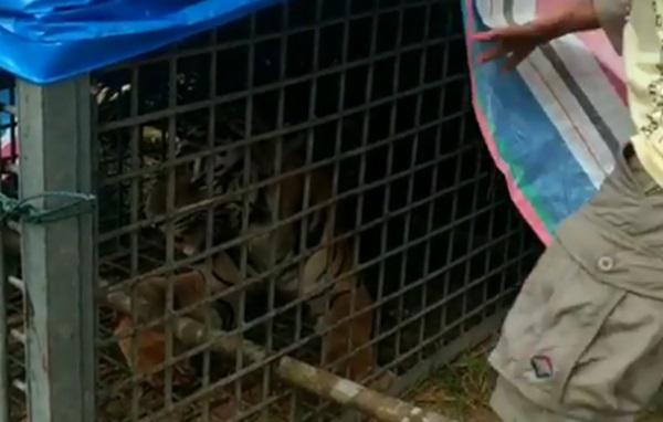Diumpan Kambing, Harimau Resahkan Warga di Palas Ditangkap