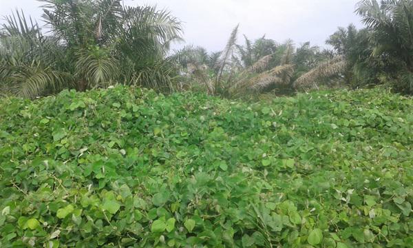 Anggaran Tunas Kebun Unit Dolok Ilir Diduga Ditilap