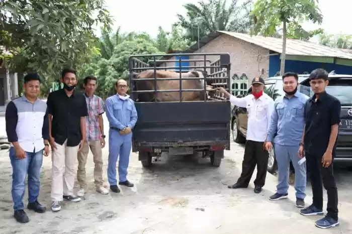 INALUM Serahkan Bantuan 20 Ekor Sapi di Kabupaten Batu Bara