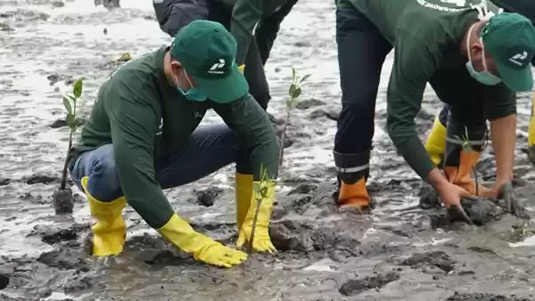 Peringati Hari Mangrove, Pertamina Bersihkan Pesisir Pantai