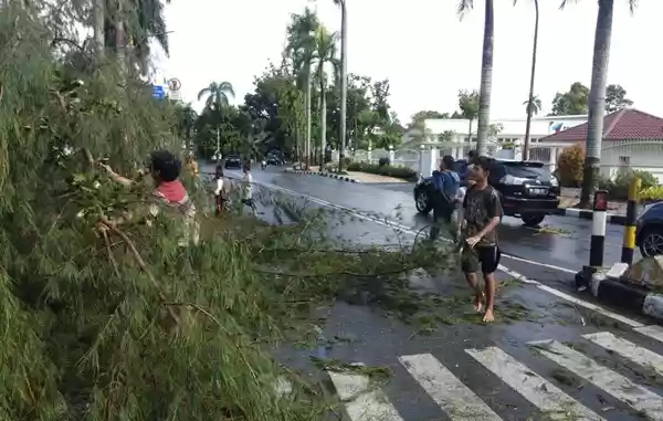 Hujan Disertai Angin Kencang Tumbangkan Pohon Dekat Rumah Dinas Gubsu